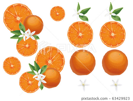 熱帶Am美短根短根水果 63429923