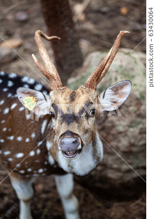 Chital, Cheetal, Spotted deer, Axis deer, National 63430064
