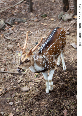 Chital, Cheetal, Spotted deer, Axis deer, National Chital, Cheetal, Spotted deer, Axis deer, National 63430065