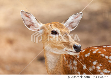 Chital, Cheetal, Spotted deer, Axis deer, National Chital, Cheetal, Spotted deer, Axis deer, National 63430066