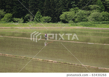 Farmer man applying fertilizer to paddy field Farmer man applying fertilizer to paddy field 63430268
