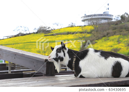 春季的母親牧場:山坡上種滿鮮花和山羊 春季的母親牧場:山坡上種滿鮮花和山羊 63430695