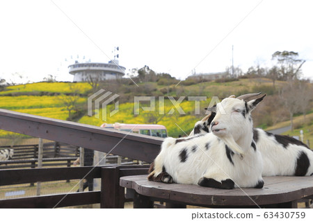 Mother ranch in spring: large slopes of flowers and goats Mother ranch in spring: large slopes of flowers and goats 63430759