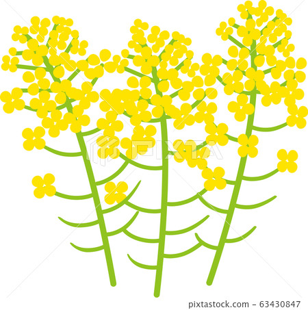 Rape blossoms 63430847