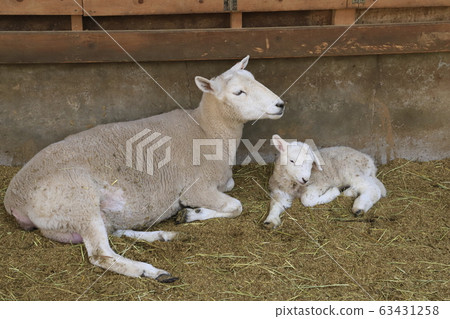 Spring Mother Farm Baby Sheep Growth Center Spring Mother Farm Baby Sheep Growth Center 63431258