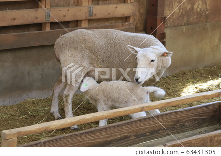 Spring Mother Farm Baby Sheep Growth Center Spring Mother Farm Baby Sheep Growth Center 63431305