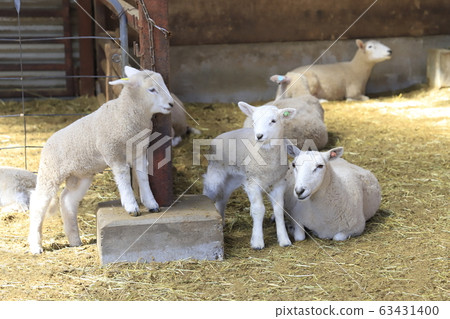 Spring Mother Farm Baby Sheep Growth Center Spring Mother Farm Baby Sheep Growth Center 63431400