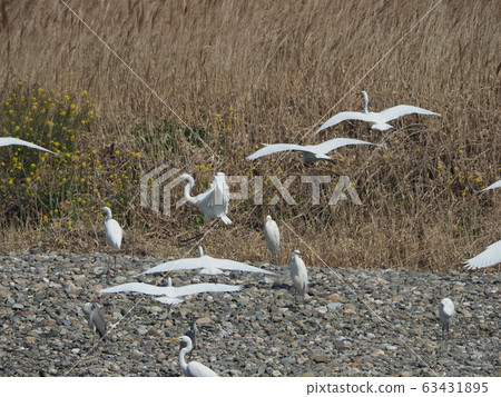 Shirasagi / fly / group 63431895