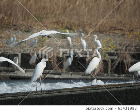 Egrets, swarms, sabo dams Egrets, swarms, sabo dams 63431988