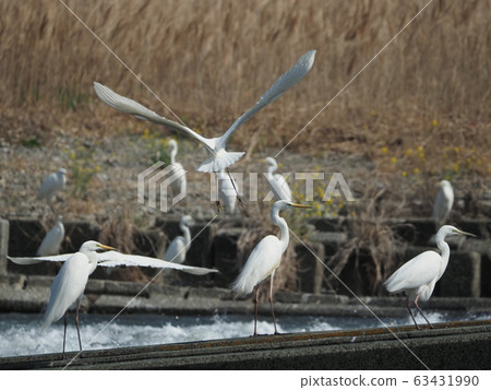 Egrets, swarms, sabo dams 63431990