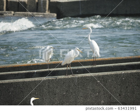 Egrets, swarms, sabo dams Egrets, swarms, sabo dams 63431991