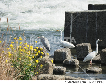 Egrets, swarms, sabo dams 63431992