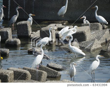 Egrets, swarms, sabo dams Egrets, swarms, sabo dams 63431994