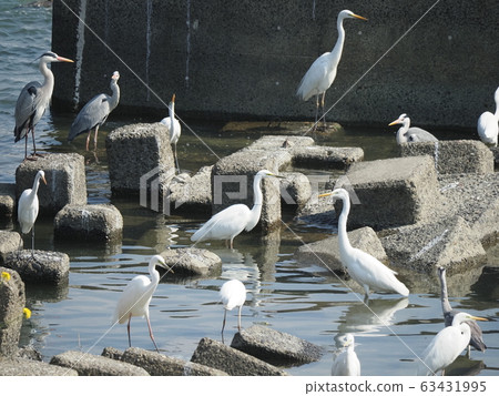 Egrets, swarms, sabo dams Egrets, swarms, sabo dams 63431995