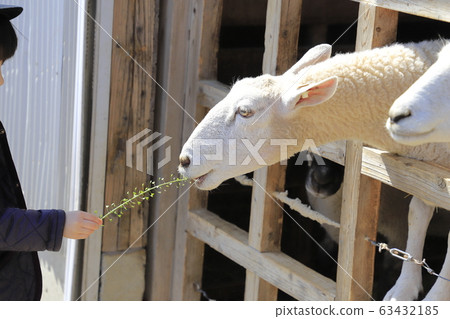 Mother Farm Sheep Farm 63432185