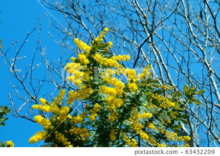 Ginkgo acacia sky 63432209