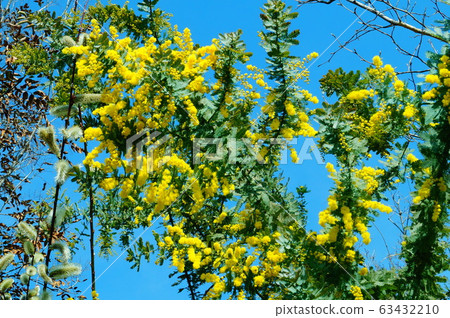 Ginkgo acacia 63432210