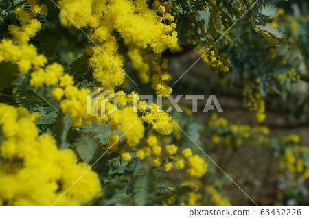 Ginkgo acacia Ginkgo acacia 63432226