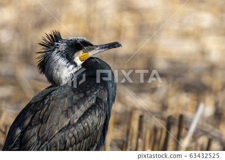 Cormorant Cormorant 63432525