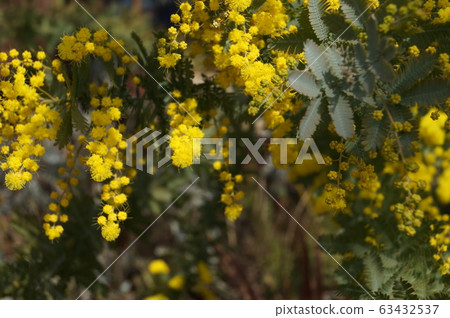 Ginkgo acacia Ginkgo acacia 63432537