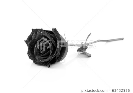 withering black roses isolated on white background withering black roses isolated on white background 63432556