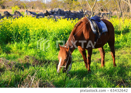 Horses, grazing, feeding, grass, Horses, grazing, feeding, grass, 63432642