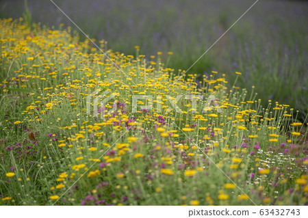 Dyers chamomile 63432743