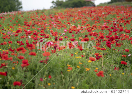 Poppy Poppy 63432744