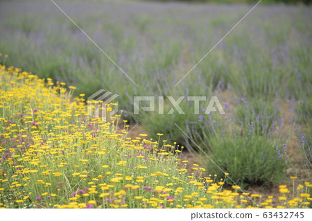 Dyers chamomile 63432745