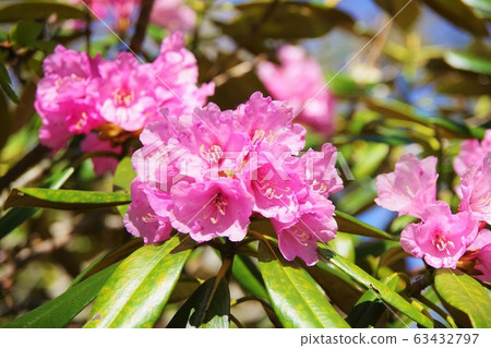 Nara Prefecture Odaigahara Trekking Tsukushi Rhododendron Nara Prefecture Odaigahara Trekking Tsukushi Rhododendron 63432797