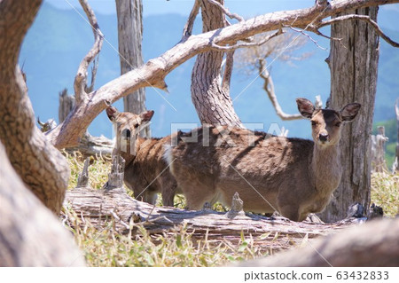 Nara Prefecture Odaigahara Trekking Sika Deer 63432833