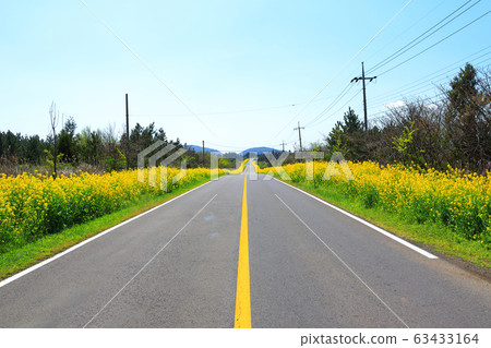 Rape flowers, road, flower road, spring, 63433164