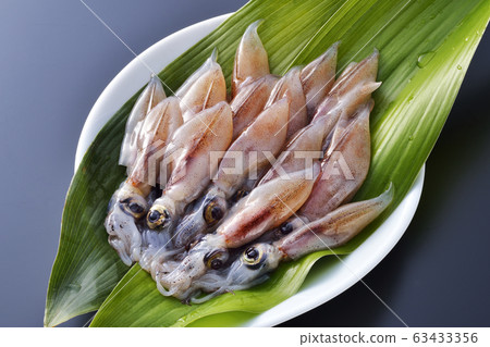 原料螢火蟲魷魚 原料螢火蟲魷魚 63433356