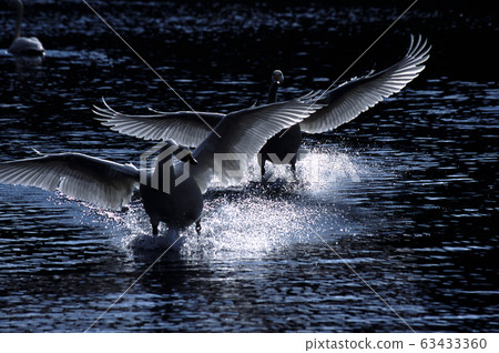 Swan Moment of landing 63433360