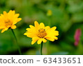 Yellow flower_Kikuimomodoki_Flower language_Attentive attention 63433651