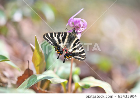 禮物蝴蝶 63433904