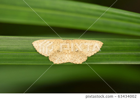 Looper Moth Looper Moth 63434002