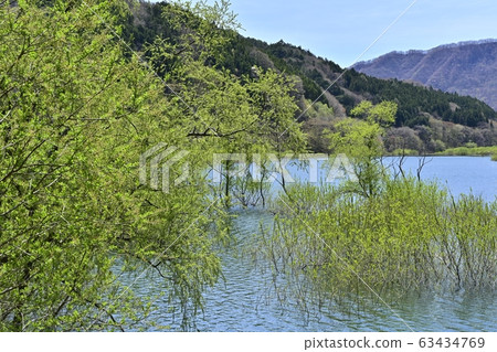 日光河川湖和萌芽樹 63434769