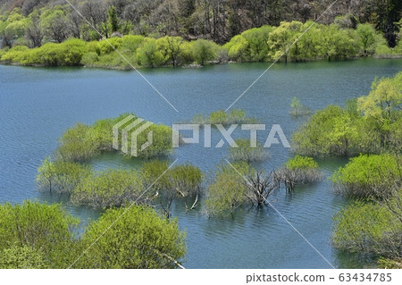 日光河川湖和萌芽樹 63434785