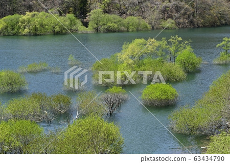 日光河川湖和萌芽樹 63434790