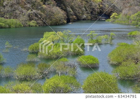 日光河川湖和萌芽樹 63434791