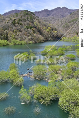 日光河川湖和萌芽樹 63434802