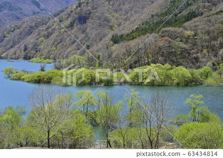 日光河川湖和萌芽樹 63434814