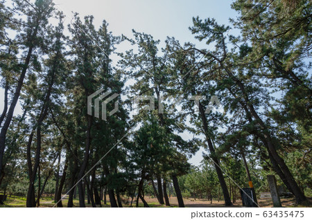 Matsubayashi Matsu (Komaiko, Hakusan City, Ishikawa Prefecture) Matsubayashi Matsu (Komaiko, Hakusan City, Ishikawa Prefecture) 63435475