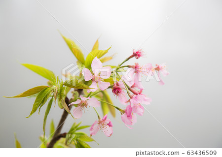 櫻花 櫻花 63436509
