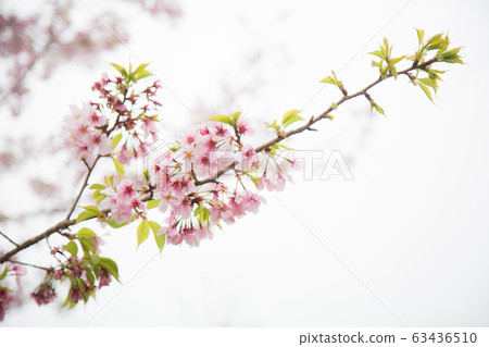 櫻花 櫻花 63436510