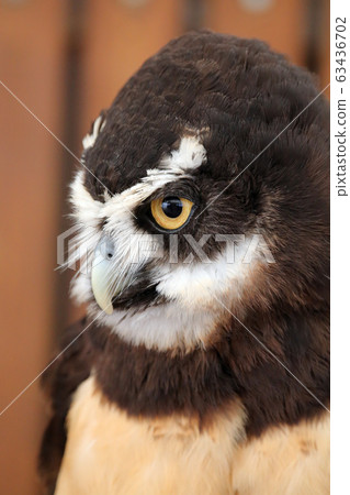Spectacled owl 63436702