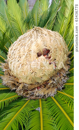Cone with fruits and foliage of cycas revoluta 63436778