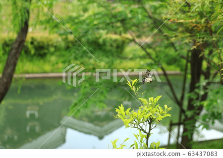 伏見Suigo 伏見Suigo 63437083