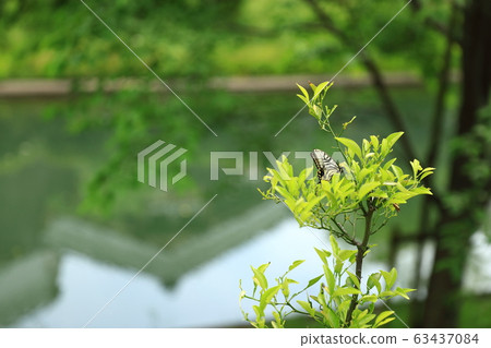 Fushimi Suigo 63437084